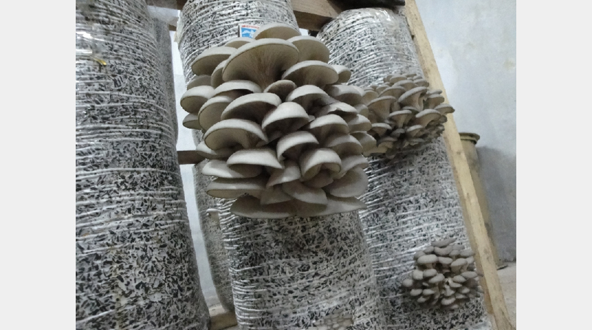 Холдинг по выращиванию  культивируемых грибов | Бизнес-портал InvestStarter