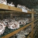 Холдинг по выращиванию  культивируемых грибов | Бизнес-портал InvestStarter