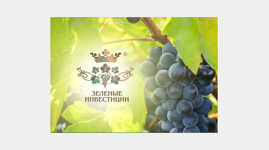 Производство органического вина из немецких сортов | Бизнес-портал InvestStarter